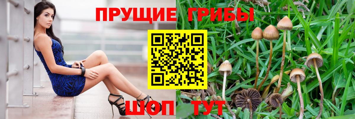 Гусиноозёрск  Галлюциногенные грибы мицелий  Вход с VPN 
